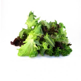 Lettuce Sativa
