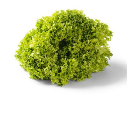 Lollo Bianco Lettuce