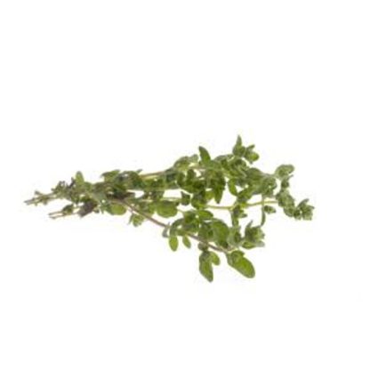 Marjoram