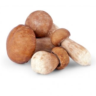 Porcini Mushroom