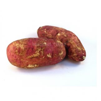 Fresh Sweet Potato