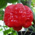 Trinidad Moruga Scorpion